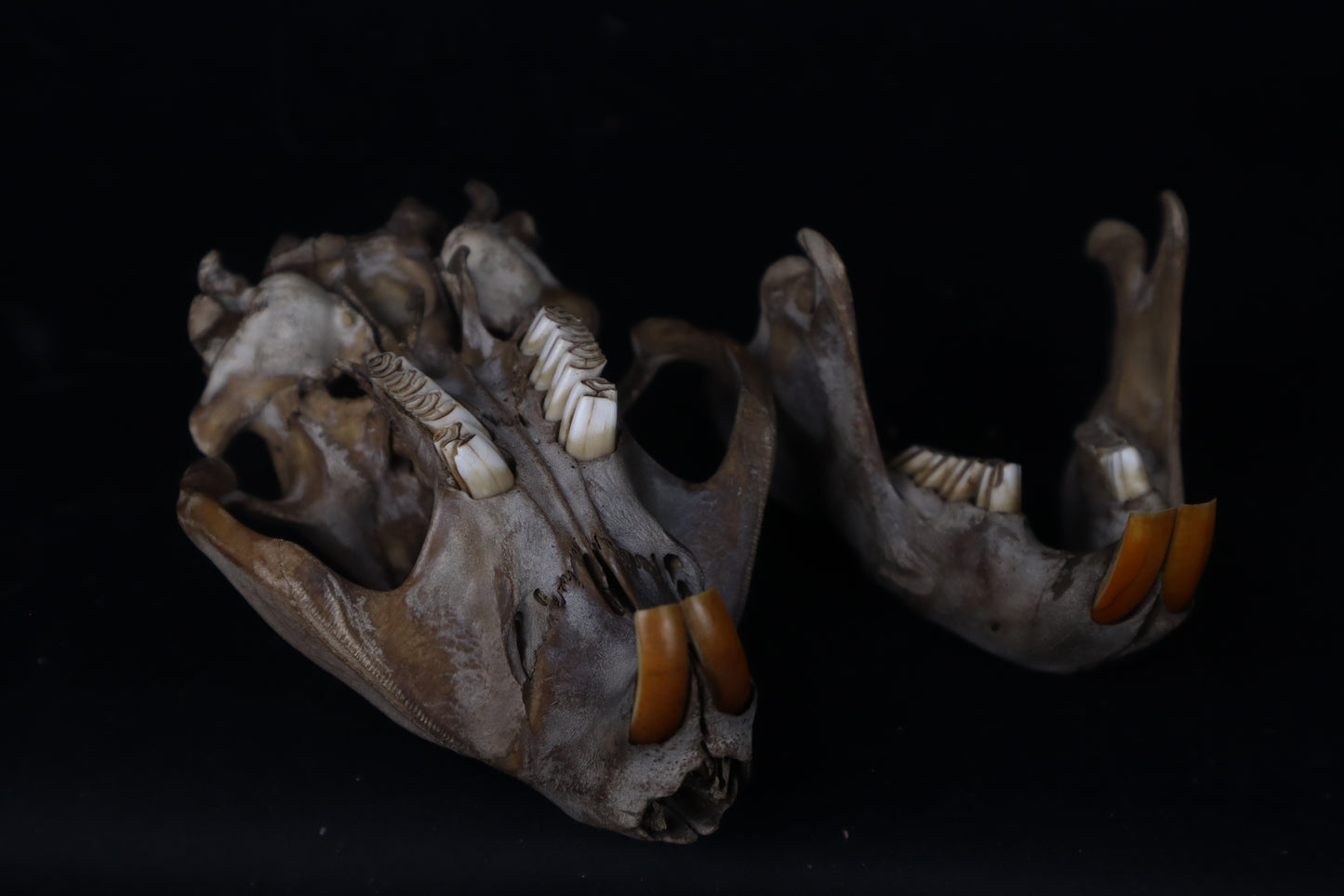 Fyri Stained Beaver Skull