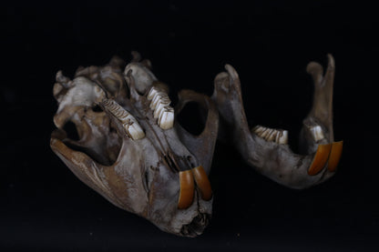 Fyri Stained Beaver Skull