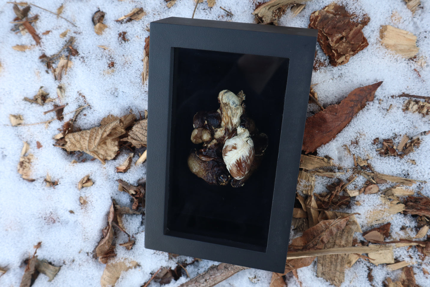 Dry Preserved Raccoon Heart and Lungs