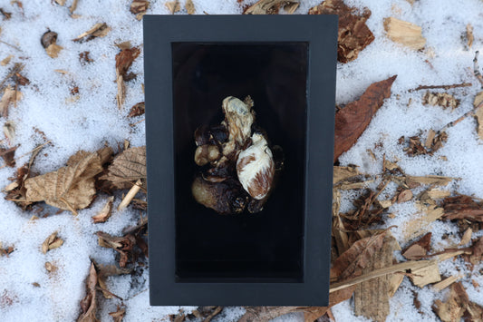 Dry Preserved Raccoon Heart and Lungs