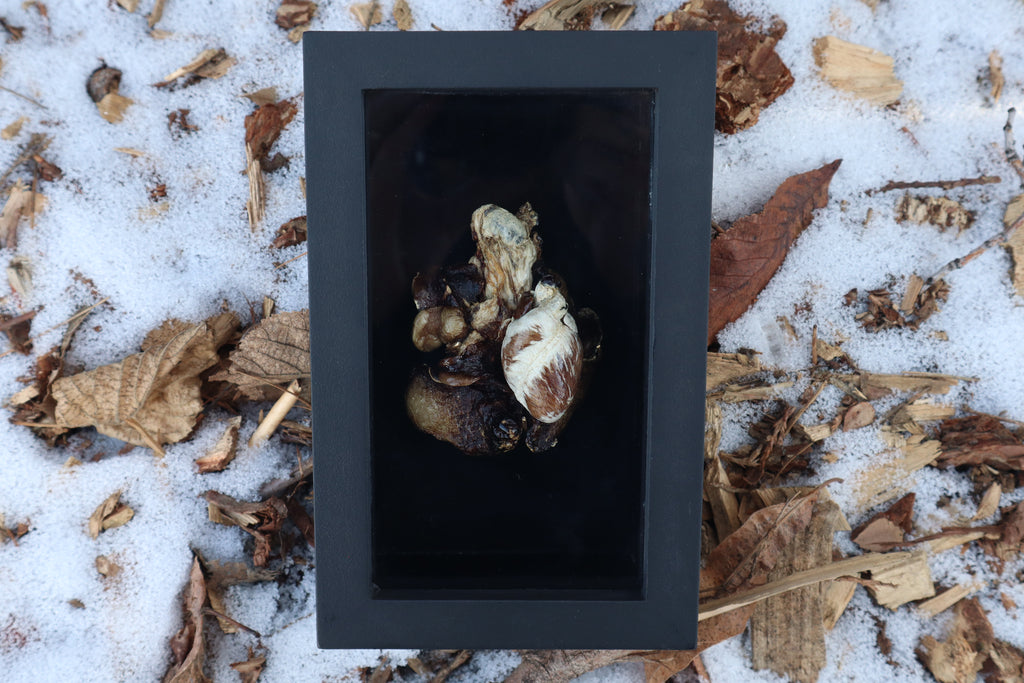 Dry Preserved Raccoon Heart and Lungs