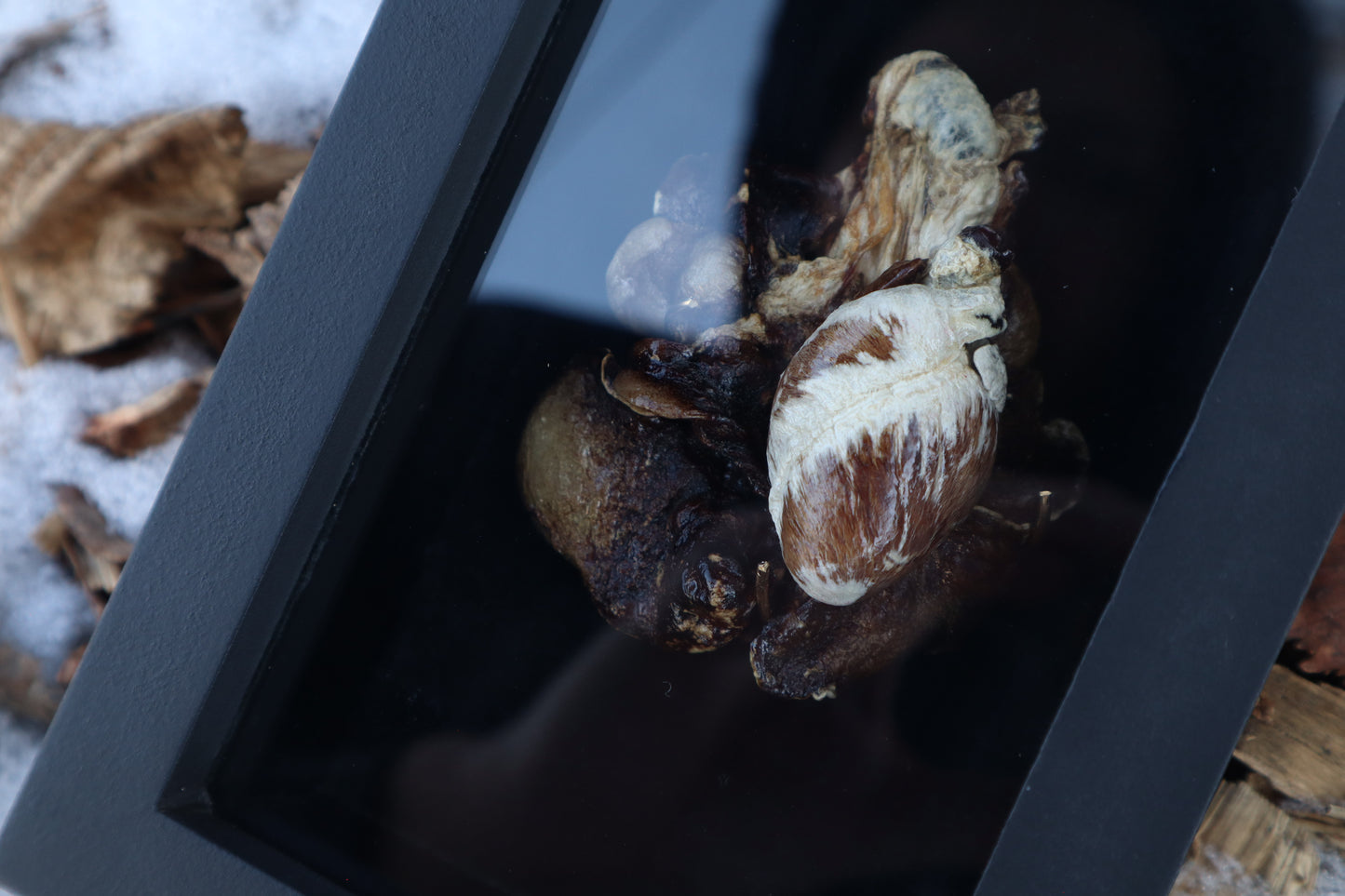 Dry Preserved Raccoon Heart and Lungs