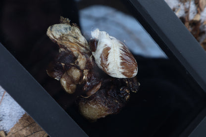 Dry Preserved Raccoon Heart and Lungs