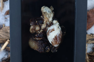 Dry Preserved Raccoon Heart and Lungs