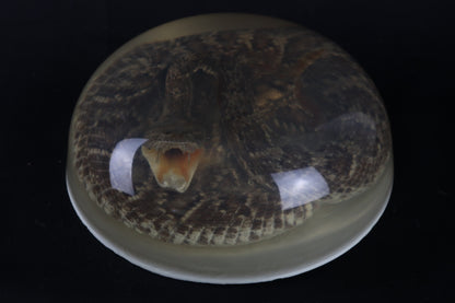 Diamondback Rattlesnake Encased in Resin