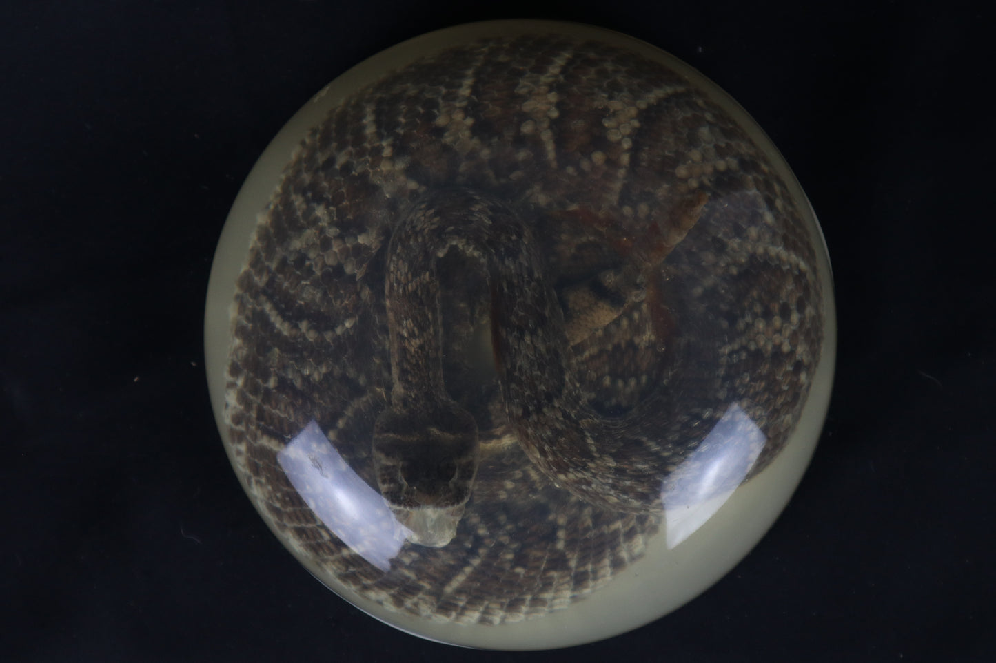 Diamondback Rattlesnake Encased in Resin