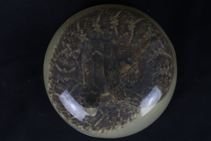 Diamondback Rattlesnake Encased in Resin