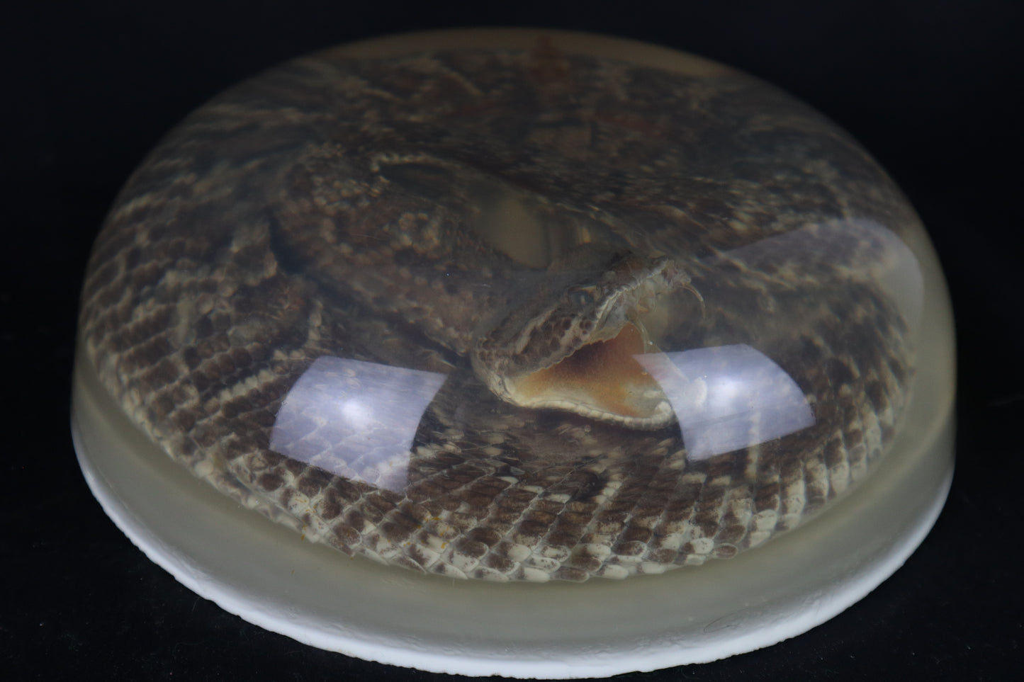 Diamondback Rattlesnake Encased in Resin