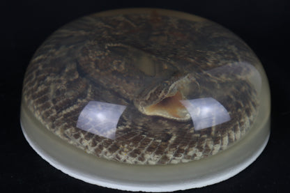 Diamondback Rattlesnake Encased in Resin