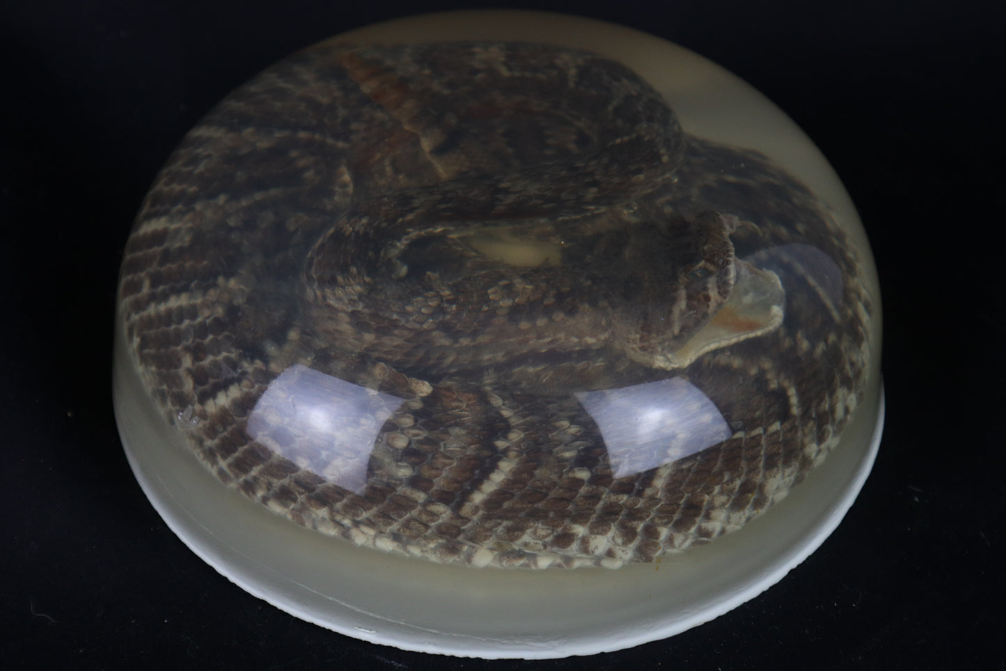 Diamondback Rattlesnake Encased in Resin