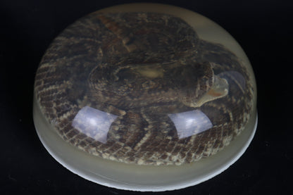 Diamondback Rattlesnake Encased in Resin