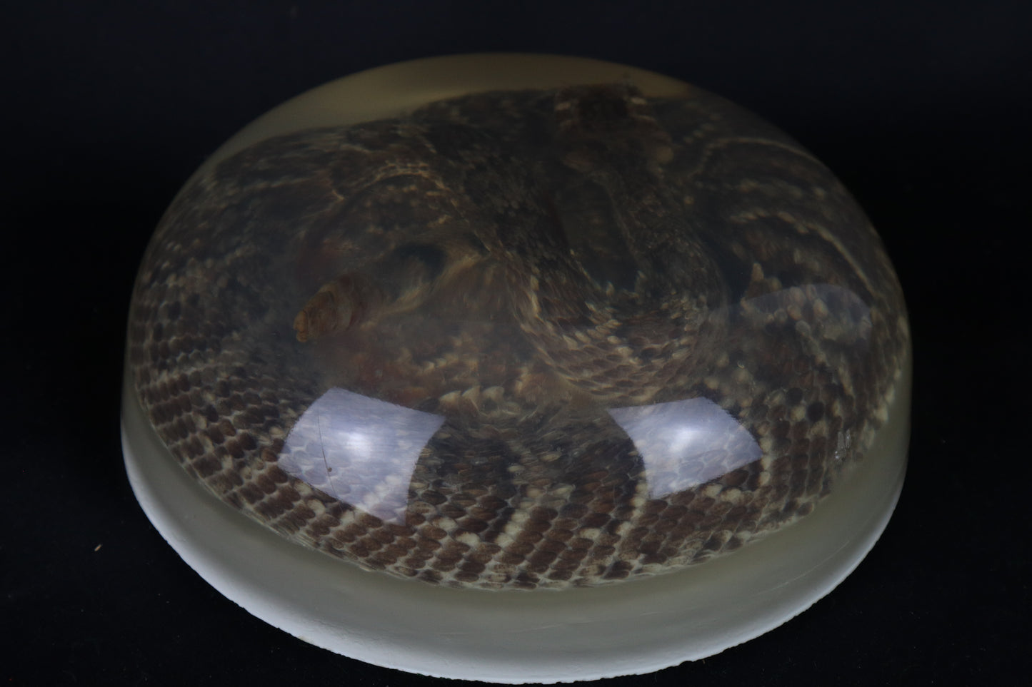 Diamondback Rattlesnake Encased in Resin