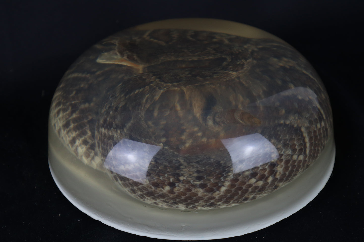 Diamondback Rattlesnake Encased in Resin