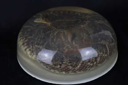 Diamondback Rattlesnake Encased in Resin