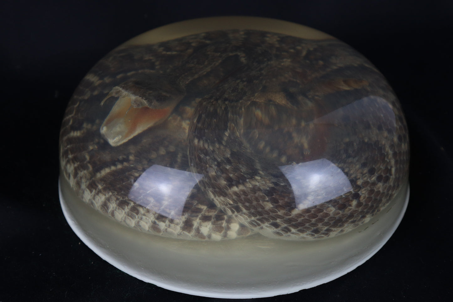 Diamondback Rattlesnake Encased in Resin