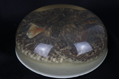 Diamondback Rattlesnake Encased in Resin