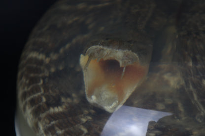 Diamondback Rattlesnake Encased in Resin