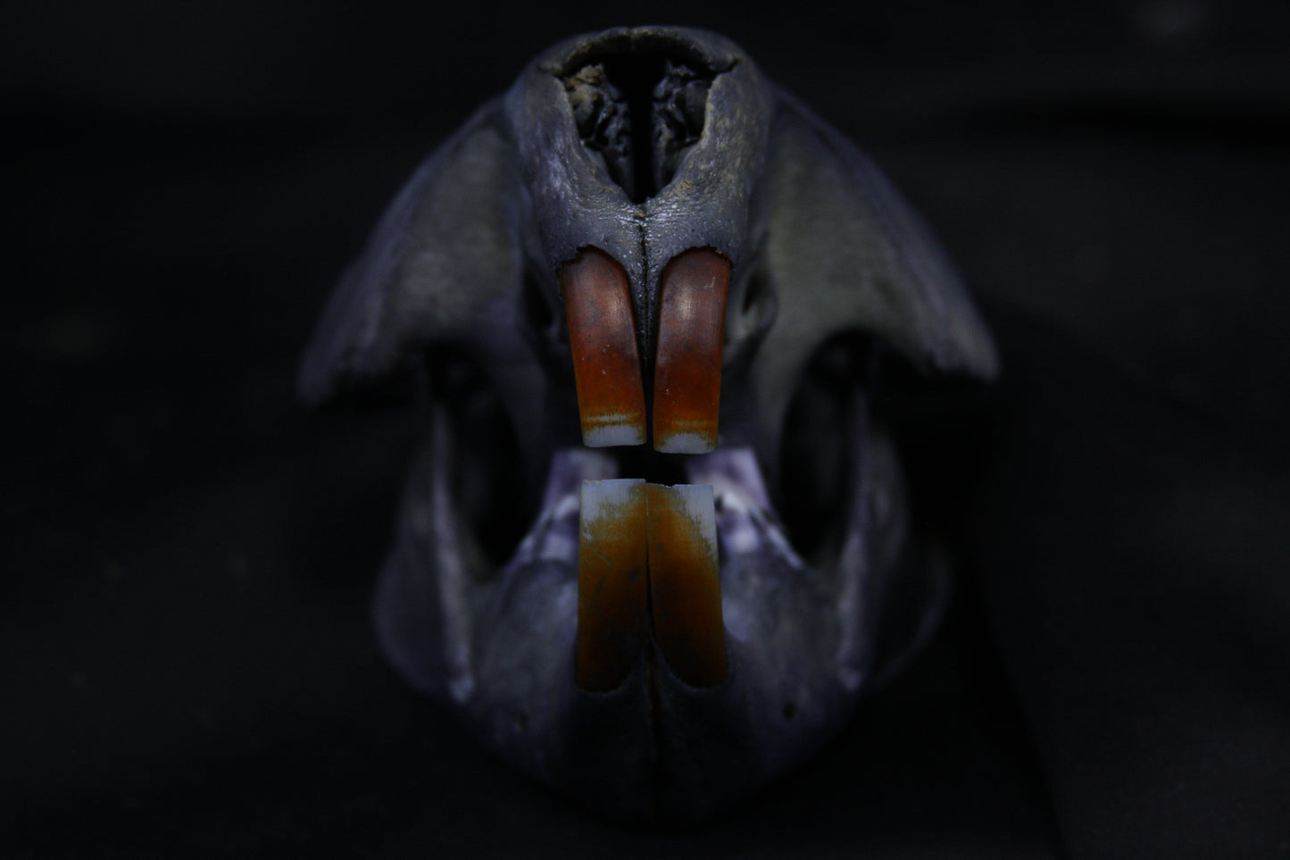 Harmony Stained Beaver Skull