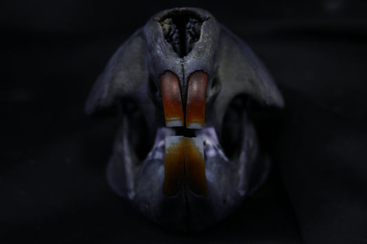 Harmony Stained Beaver Skull
