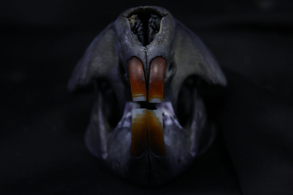 Harmony Stained Beaver Skull