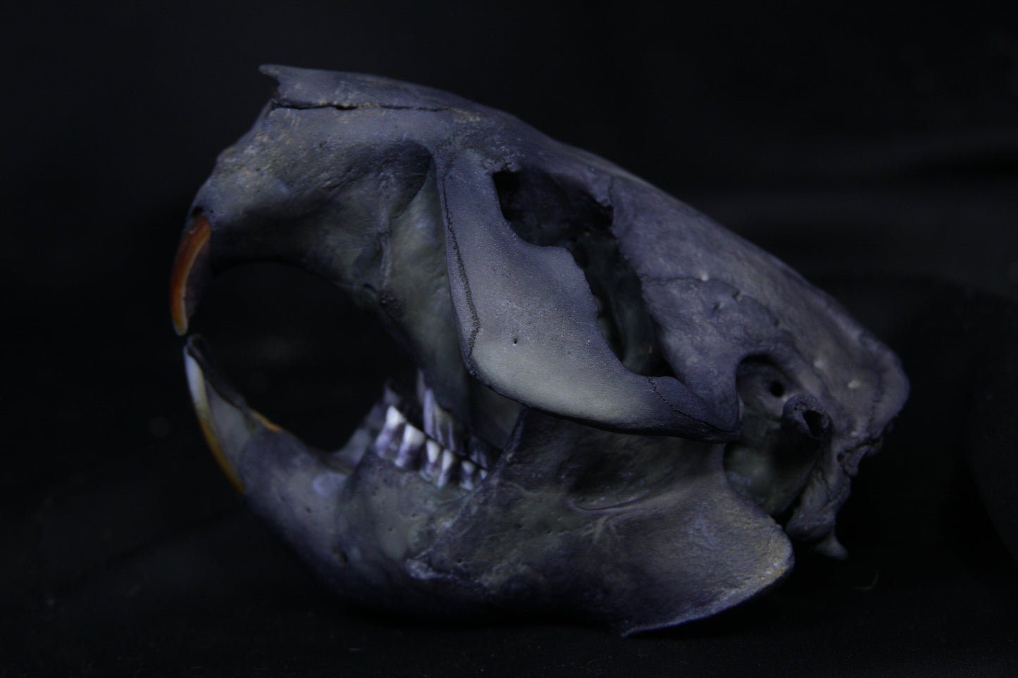 Harmony Stained Beaver Skull