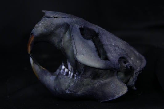 Harmony Stained Beaver Skull