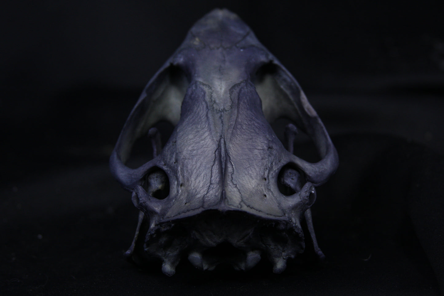 Harmony Stained Beaver Skull