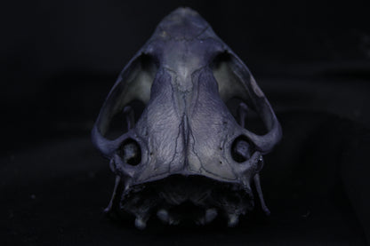 Harmony Stained Beaver Skull