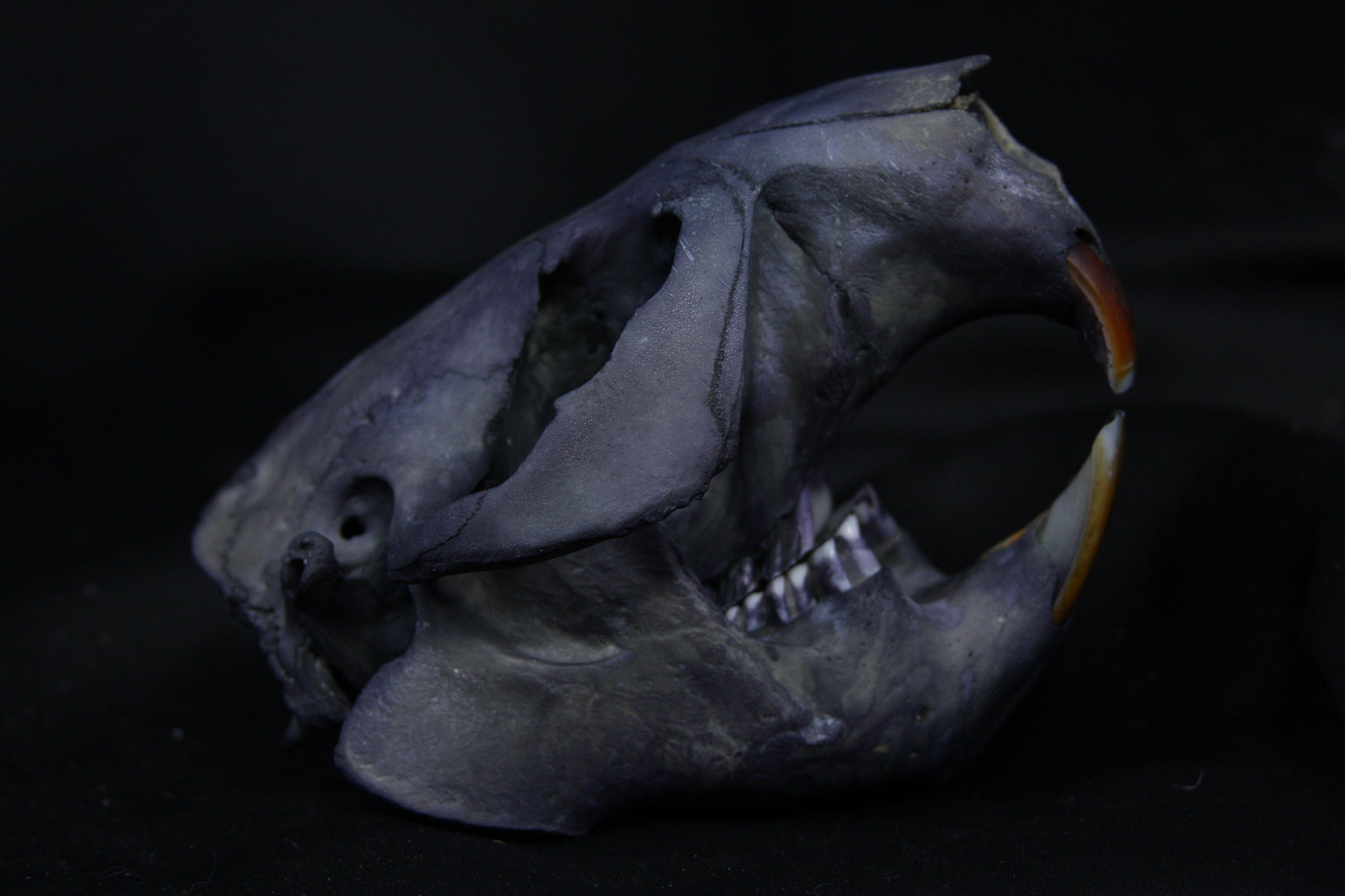 Harmony Stained Beaver Skull