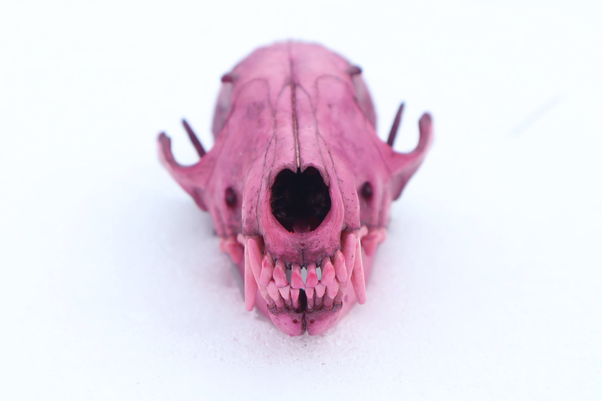 Naturally Stained Red Fox Skull