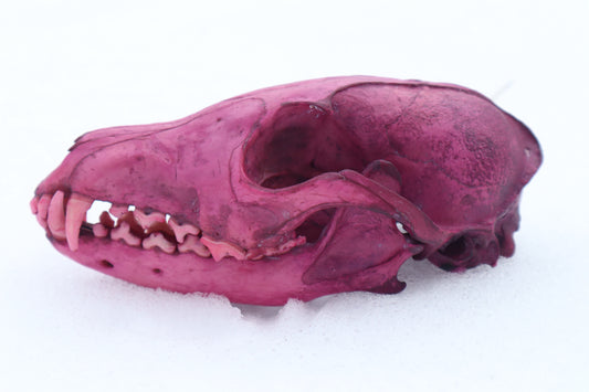 Naturally Stained Red Fox Skull