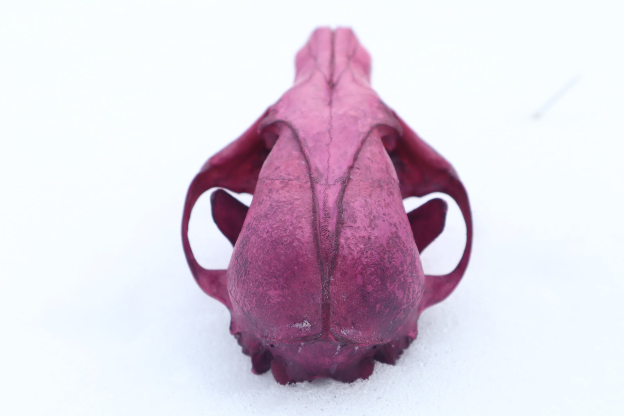 Naturally Stained Red Fox Skull