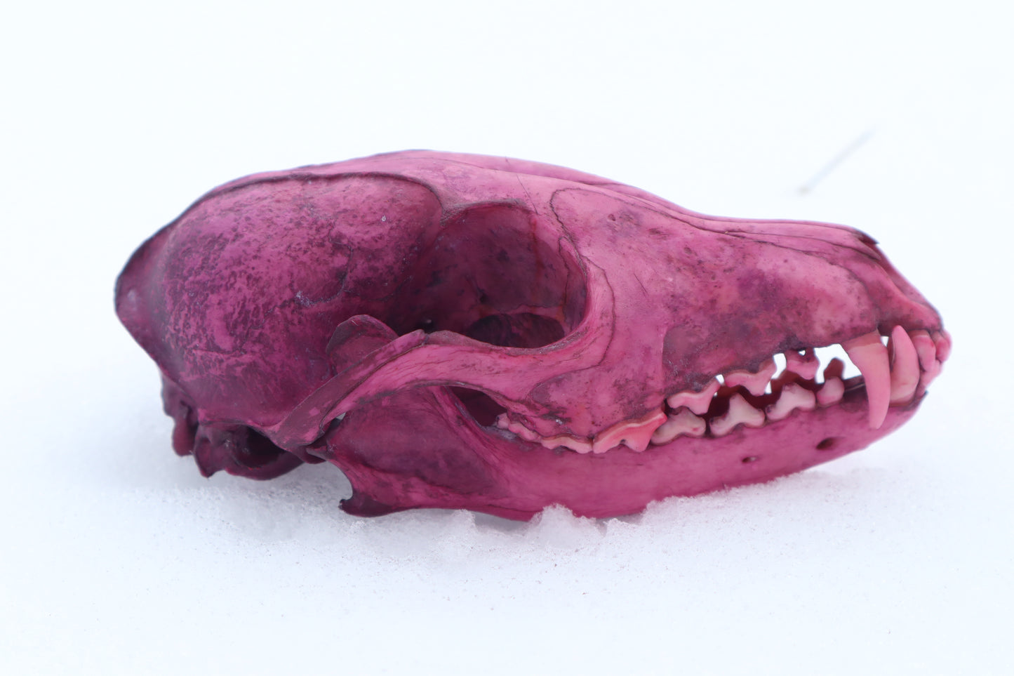 Naturally Stained Red Fox Skull