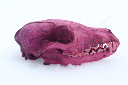 Naturally Stained Red Fox Skull