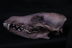 Vitality Stained Coyote Skull