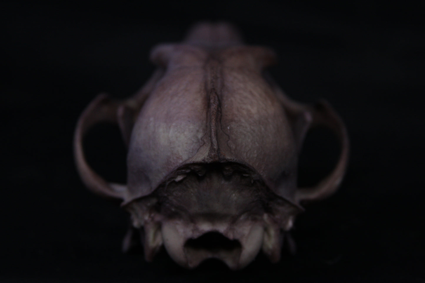 Vitality Stained Coyote Skull