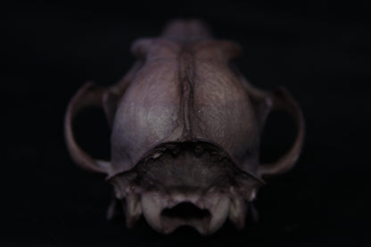 Vitality Stained Coyote Skull