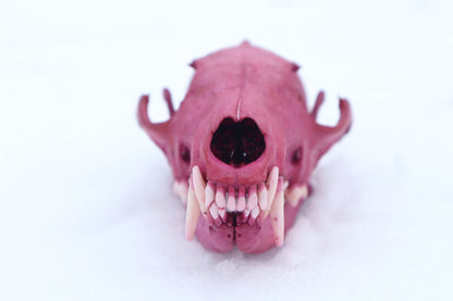 Naturally Stained Red Fox Skull