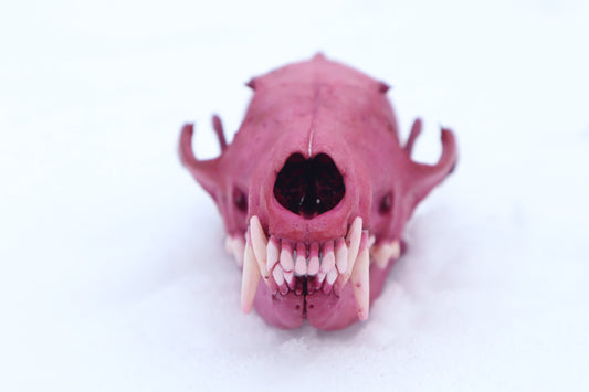 Naturally Stained Red Fox Skull