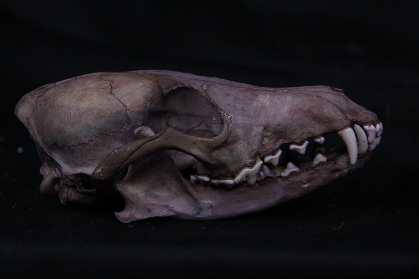 Vitality Stained Coyote Skull