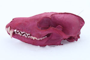 Naturally Stained Red Fox Skull