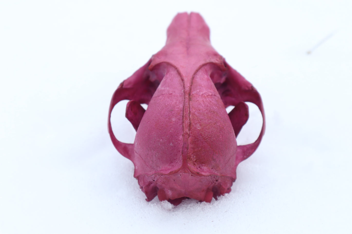 Naturally Stained Red Fox Skull