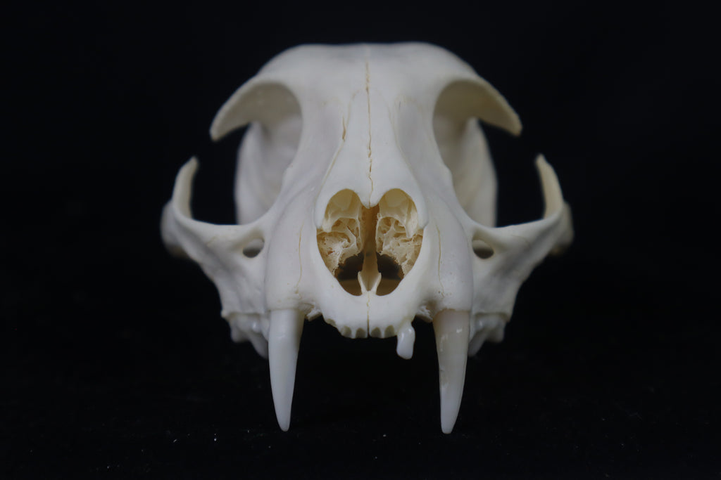 Craft Pathological Bobcat Skull