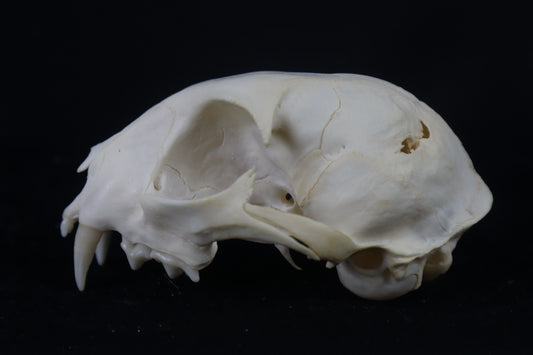 Craft Pathological Bobcat Skull