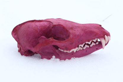 Naturally Stained Red Fox Skull