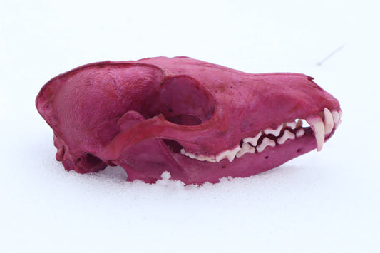Naturally Stained Red Fox Skull