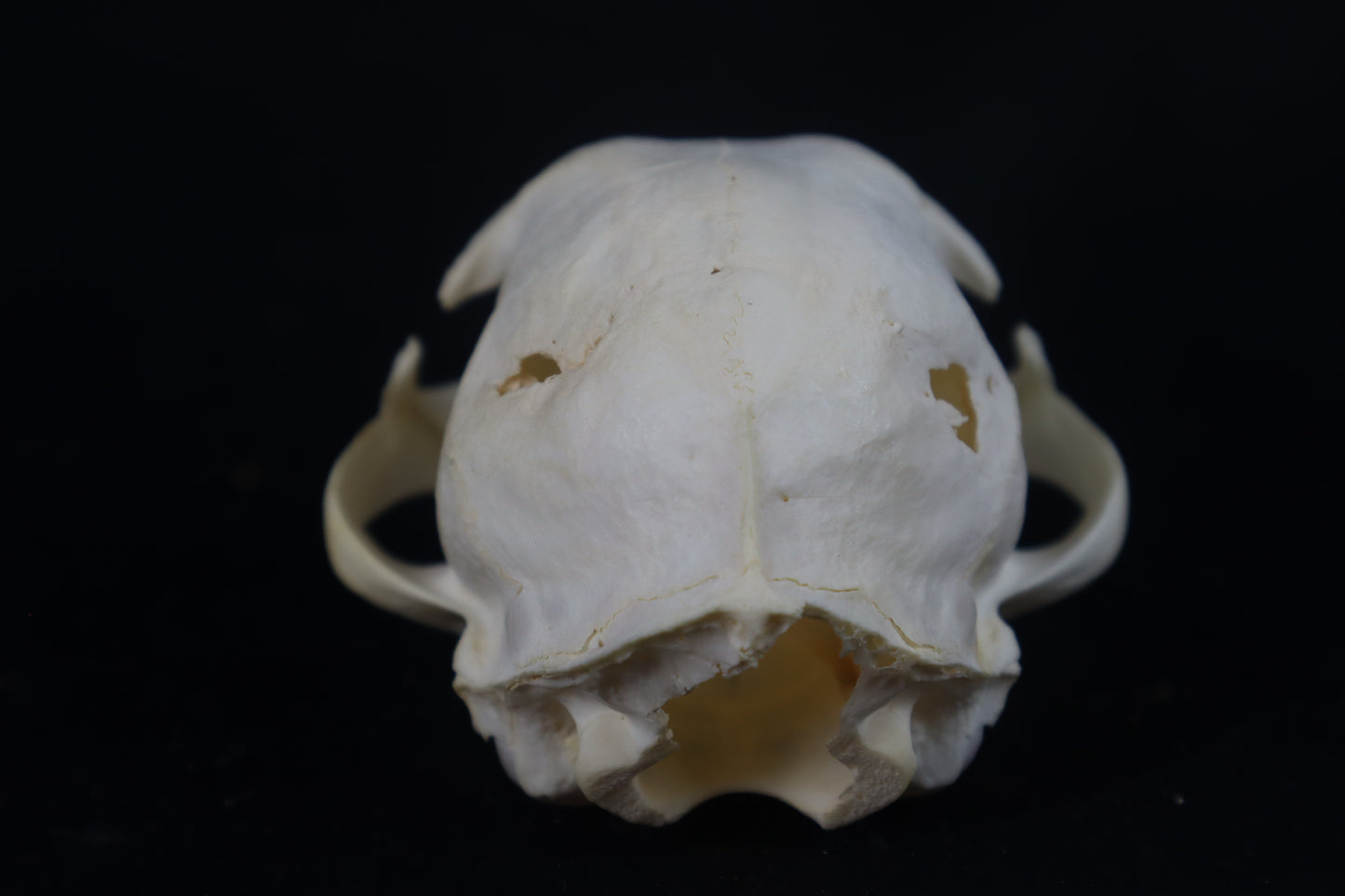 Craft Pathological Bobcat Skull