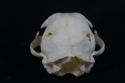Craft Pathological Bobcat Skull