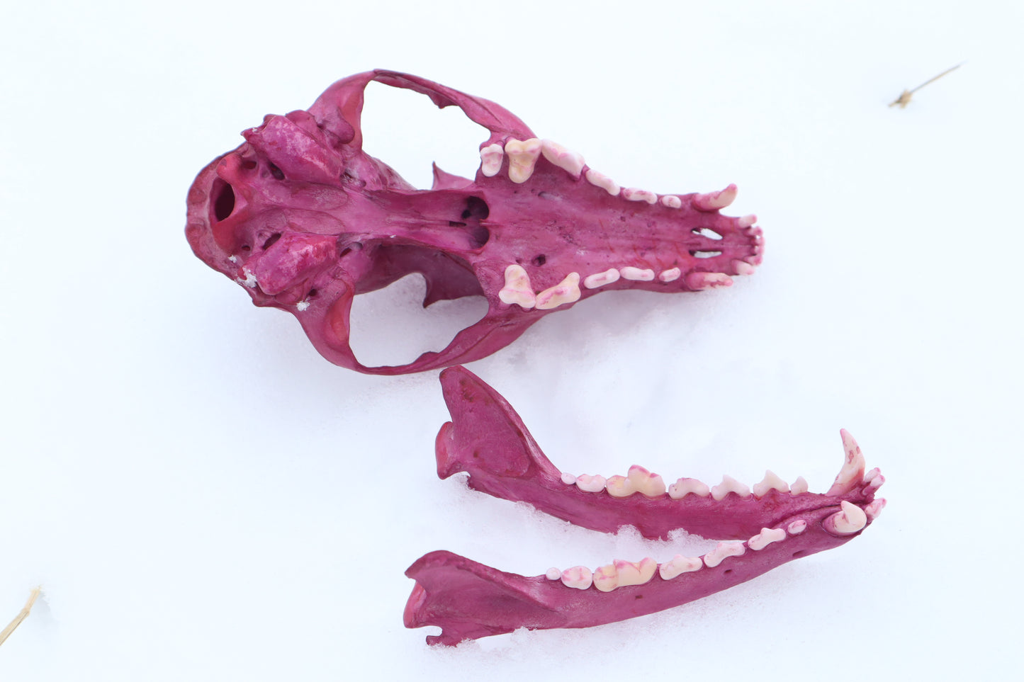 Naturally Stained Red Fox Skull