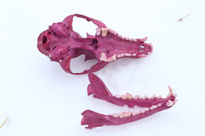 Naturally Stained Red Fox Skull